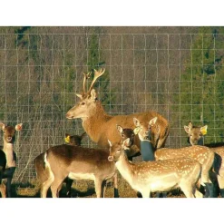 Eläinverkko Zn hitsattu 2,0x50 m muuttuva silmäkoko*AB Polar
