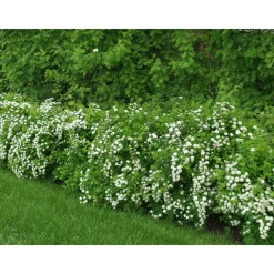Idänvirpiangervo Spiraea chamaedryfolia*Viheraarni Discount