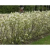 Isotuomipihlaja Amelanchier spicata aitataimi*Viheraarni Clearance