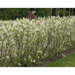 Isotuomipihlaja Amelanchier spicata aitataimi*Viheraarni Clearance