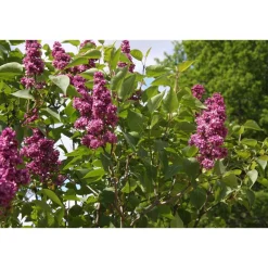 Jalosyreeni Syringa Charles Joly*Viheraarni Outlet