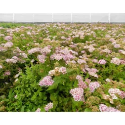 Keijuangervo Spiraea jap. Little Princess Pihakasvit|Pihakasvit