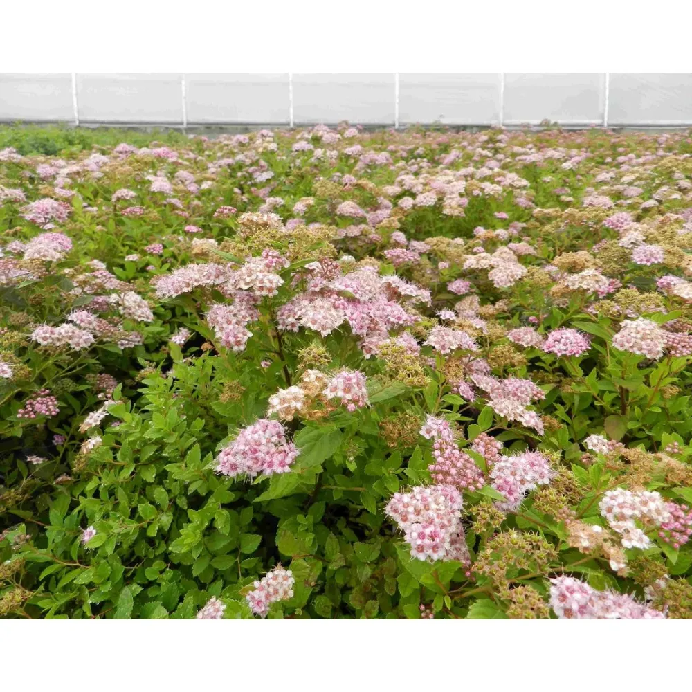 Keijuangervo Spiraea jap. Little Princess Pihakasvit|Pihakasvit