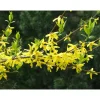 Komeaonnenpensas Forsythia x intermedia Week End Pihakasvit|Pihakasvit