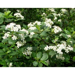 Best Koristearonia Aronia x prunifolia aitataimi Pihakasvit|Pihakasvit