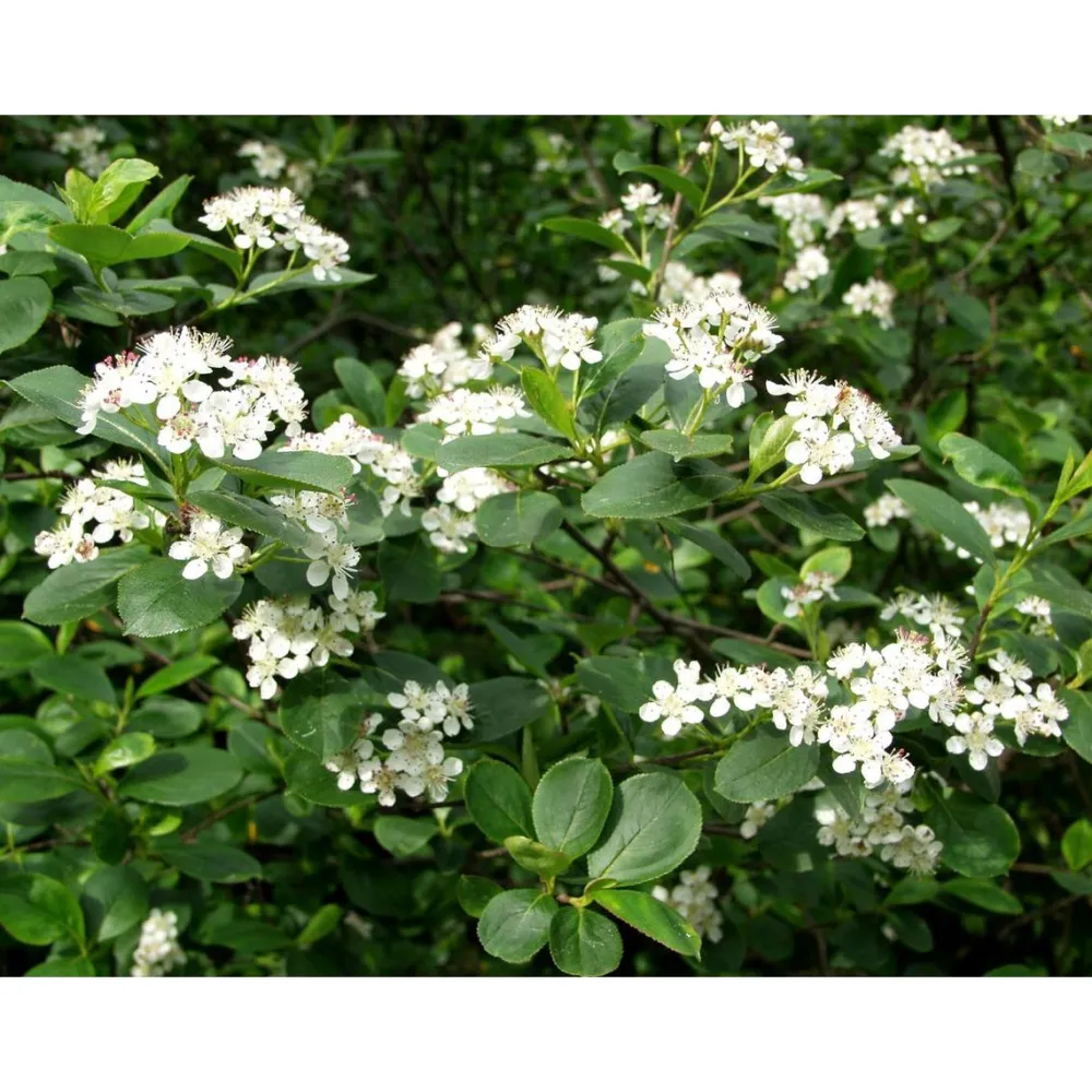 Best Koristearonia Aronia x prunifolia aitataimi Pihakasvit|Pihakasvit