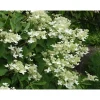 Sale Kuutamohortensia Hudrangea paniculata Praecox Pihakasvit|Pihakasvit