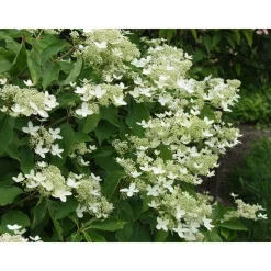 Sale Kuutamohortensia Hudrangea paniculata Praecox Pihakasvit|Pihakasvit