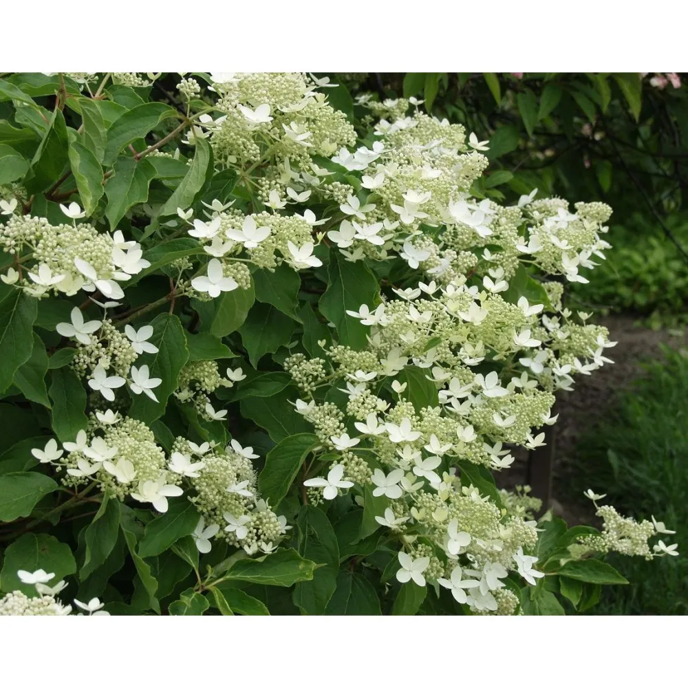 Sale Kuutamohortensia Hudrangea paniculata Praecox Pihakasvit|Pihakasvit
