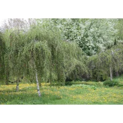 Best Kyynelkoivu Betula pendula Youngii 150 Pihakasvit|Pihakasvit