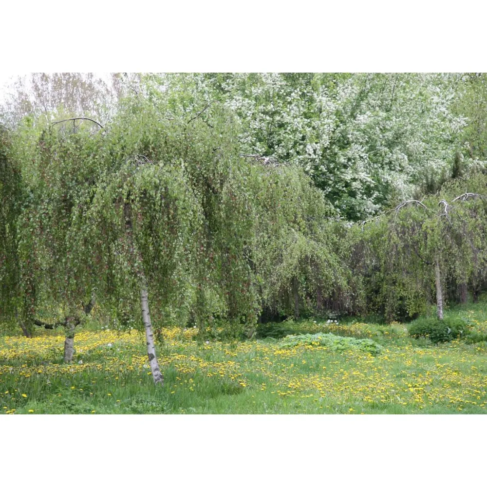 Best Kyynelkoivu Betula pendula Youngii 150 Pihakasvit|Pihakasvit