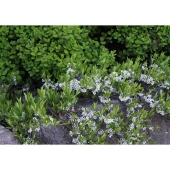 New Lamohietakirsikka Prunus pumila var. Depressa Pihakasvit|Pihakasvit