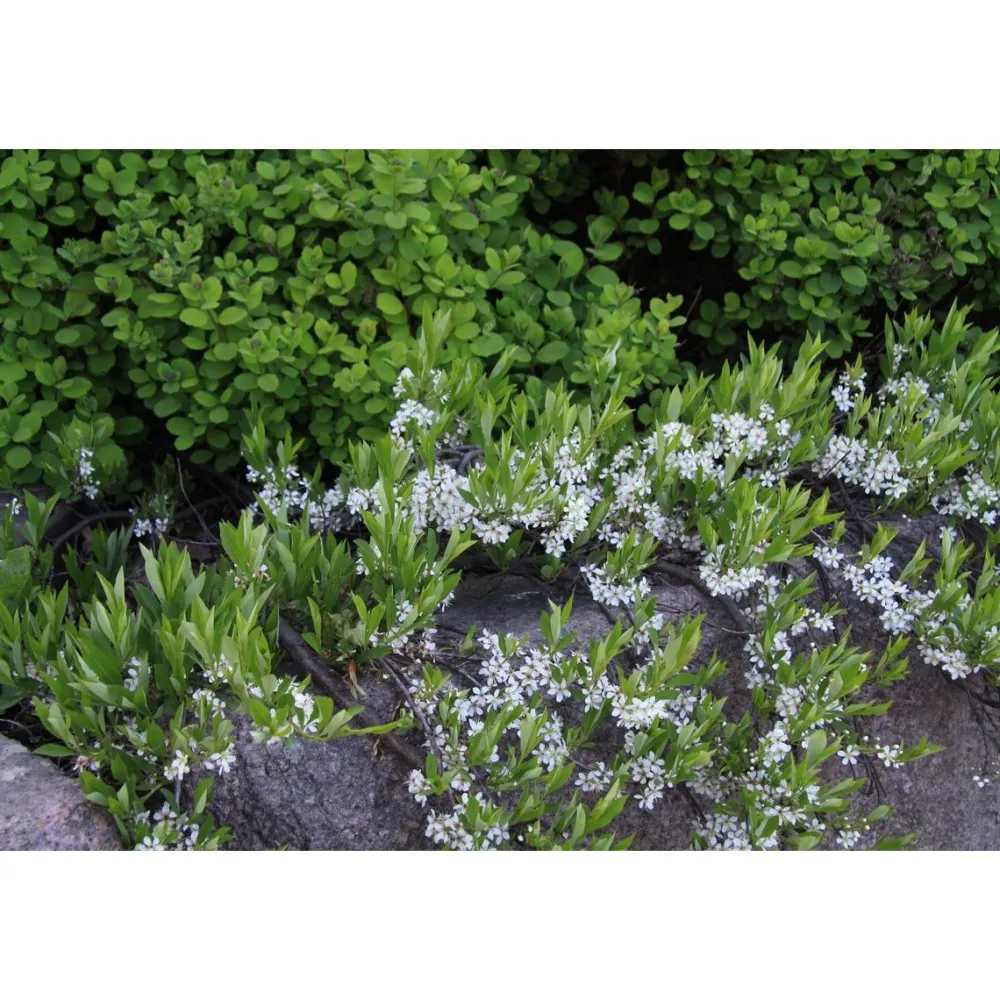 New Lamohietakirsikka Prunus pumila var. Depressa Pihakasvit|Pihakasvit