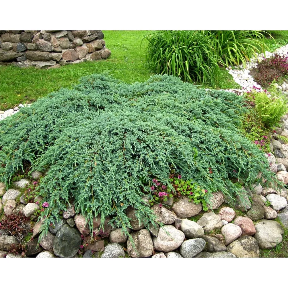 Discount Lamosinikataja Juniperus sq. Blue Carpet 30-40 Pihakasvit|Pihakasvit