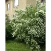 Loistojasmike Philadelphus lewisii Tähtisilmä*Viheraarni Hot