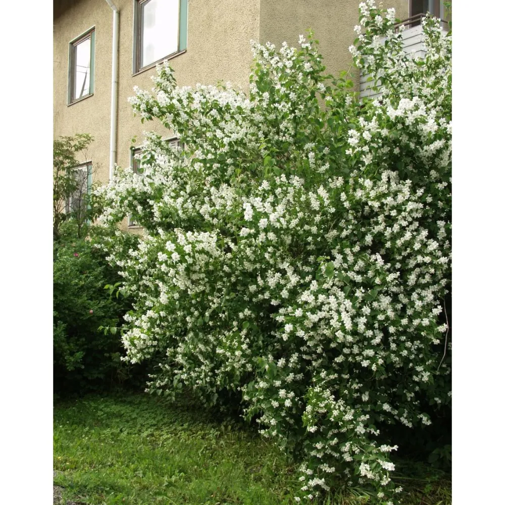 Loistojasmike Philadelphus lewisii Tähtisilmä*Viheraarni Hot
