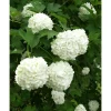 Clearance Lumipalloheisi Viburnum opulus Pohjan Neito Pihakasvit|Pihakasvit