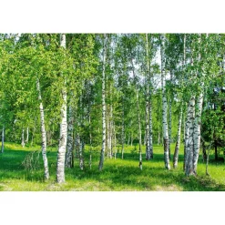 Best Maisematapetti Dimex Birch Grow, 375x250cm Valokuvatapetit