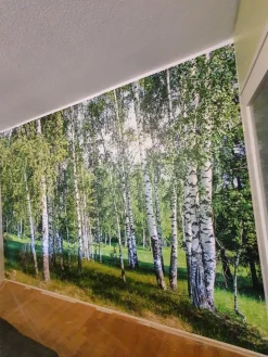 Best Maisematapetti Dimex Birch Grow, 375x250cm Valokuvatapetit