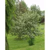 Best Marja-aroniapuu Aronia Viking 150-200 Pihakasvit|Pihakasvit