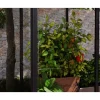 Minikasvihuone IVY, 0.8m², polykarbonaatti, musta*Palram-Canopia Hot