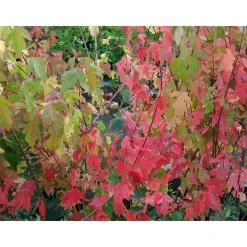 Sale Mongolianvaahtera Acer tataricum subs. ginnala Pihakasvit|Pihakasvit