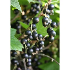 Mustaherukka Ribes nigrum Öjebyn*Viheraarni Best