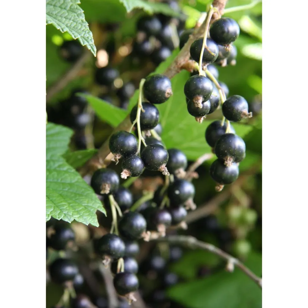 Mustaherukka Ribes nigrum Öjebyn*Viheraarni Best