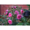 Sale Neilikkaruusu Rosa Pink Grootendorst Pihakasvit|Pihakasvit