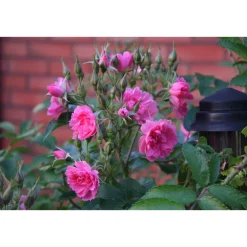 Sale Neilikkaruusu Rosa Pink Grootendorst Pihakasvit|Pihakasvit