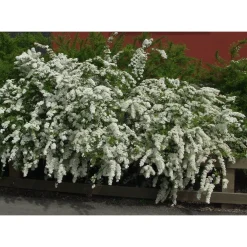 Norjanangervo Spiraea Grefsheim*Viheraarni Sale
