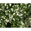 Pensashanhikki Dasiphora fr. Abbotswood*Viheraarni Online