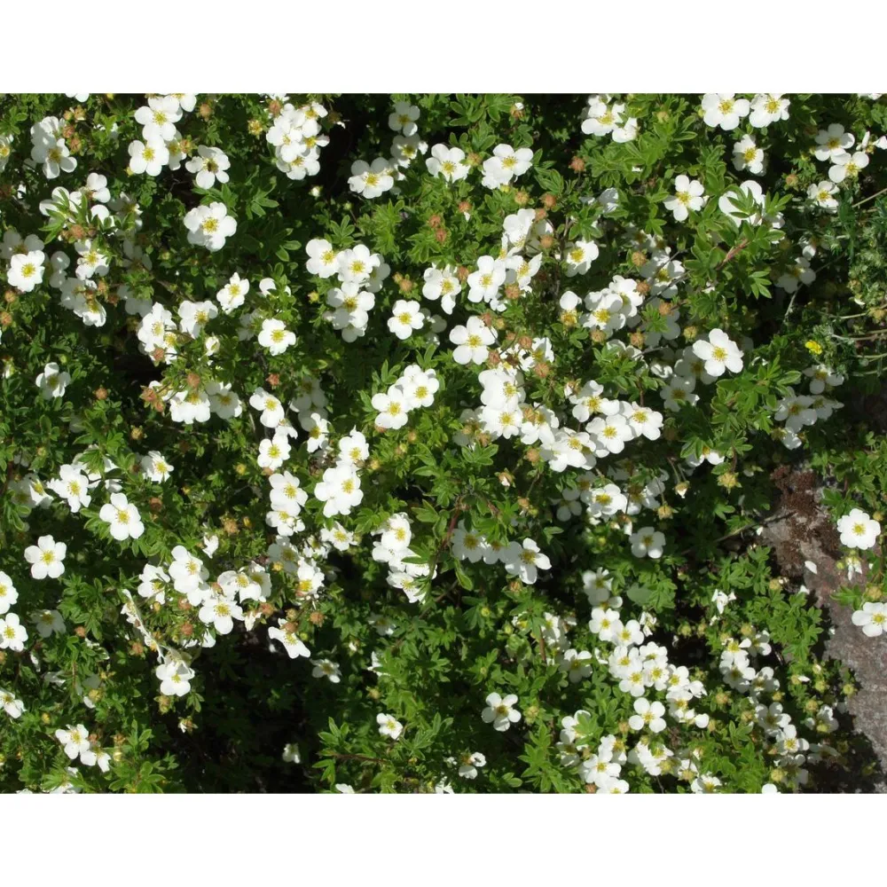 Pensashanhikki Dasiphora fr. Abbotswood*Viheraarni Online