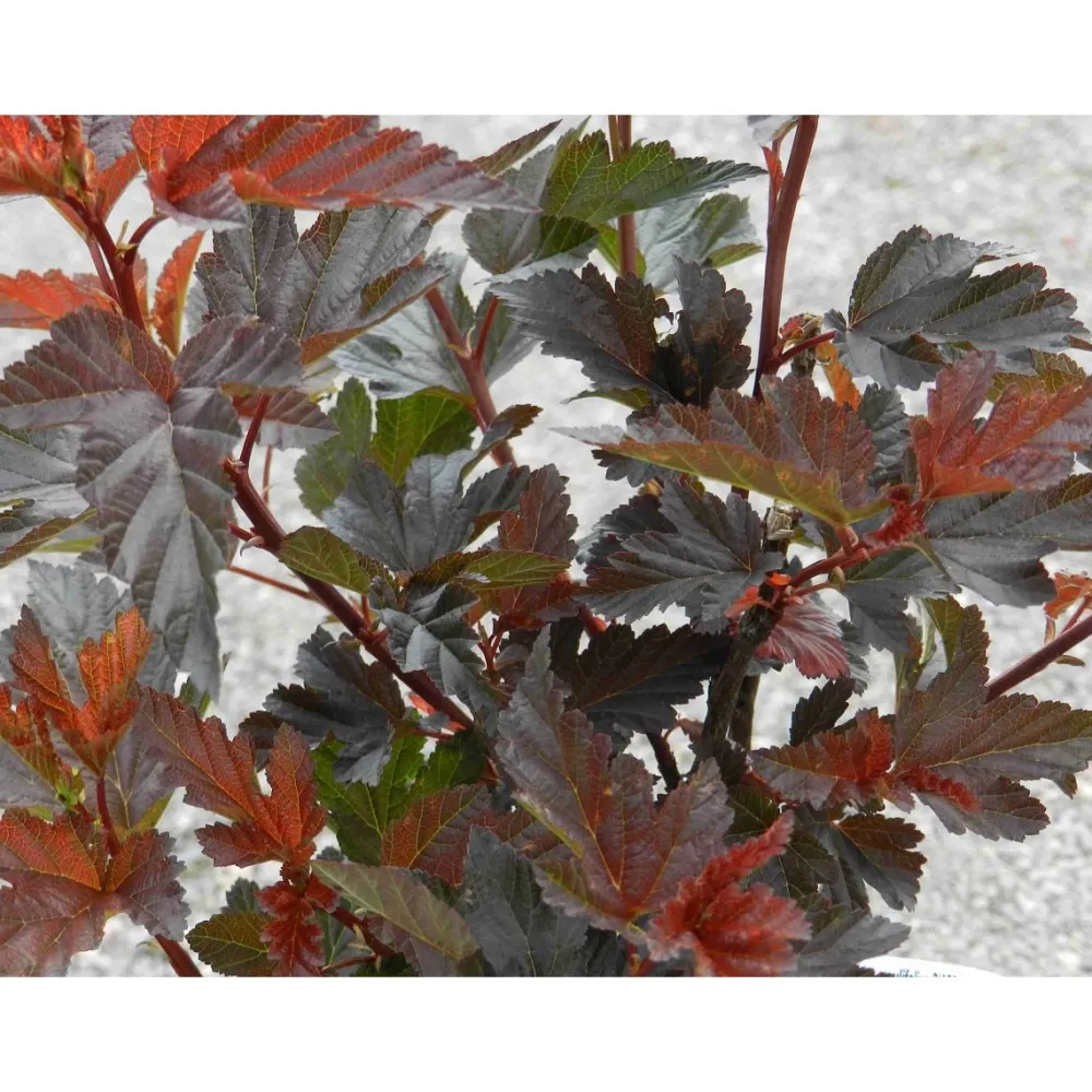 Clearance Purppuraheisiangervo Physocarpus opulifolius Diabolo Pihakasvit|Pihakasvit