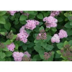 Rinneangervo Spiraea densiflora*Viheraarni Clearance