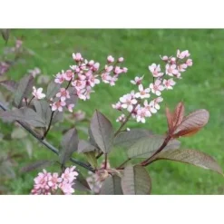 Rusotuomi Prunus Virginiana Schubert 150-200*Viheraarni Sale