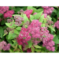 Sale Ruusuangervo Spiraea jap. Froebelii Pihakasvit|Pihakasvit