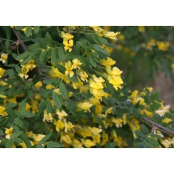 Siperianhernepensas Caragana arborescens*Viheraarni Best