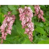 New Tapaninsyreeni Syringa x henryi Pihakasvit|Pihakasvit