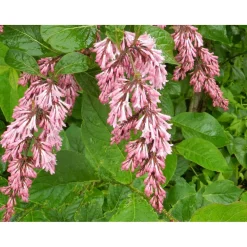 New Tapaninsyreeni Syringa x henryi Pihakasvit|Pihakasvit