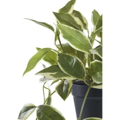 Discount Tekokasvi Hoya Carnosa, 33cm, vihreä Tekokasvit Ja Kranssit