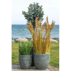 Tekokasvi Sudaninruoho Sorghum Grass, 110cm, ruskea*House Nordic Clearance