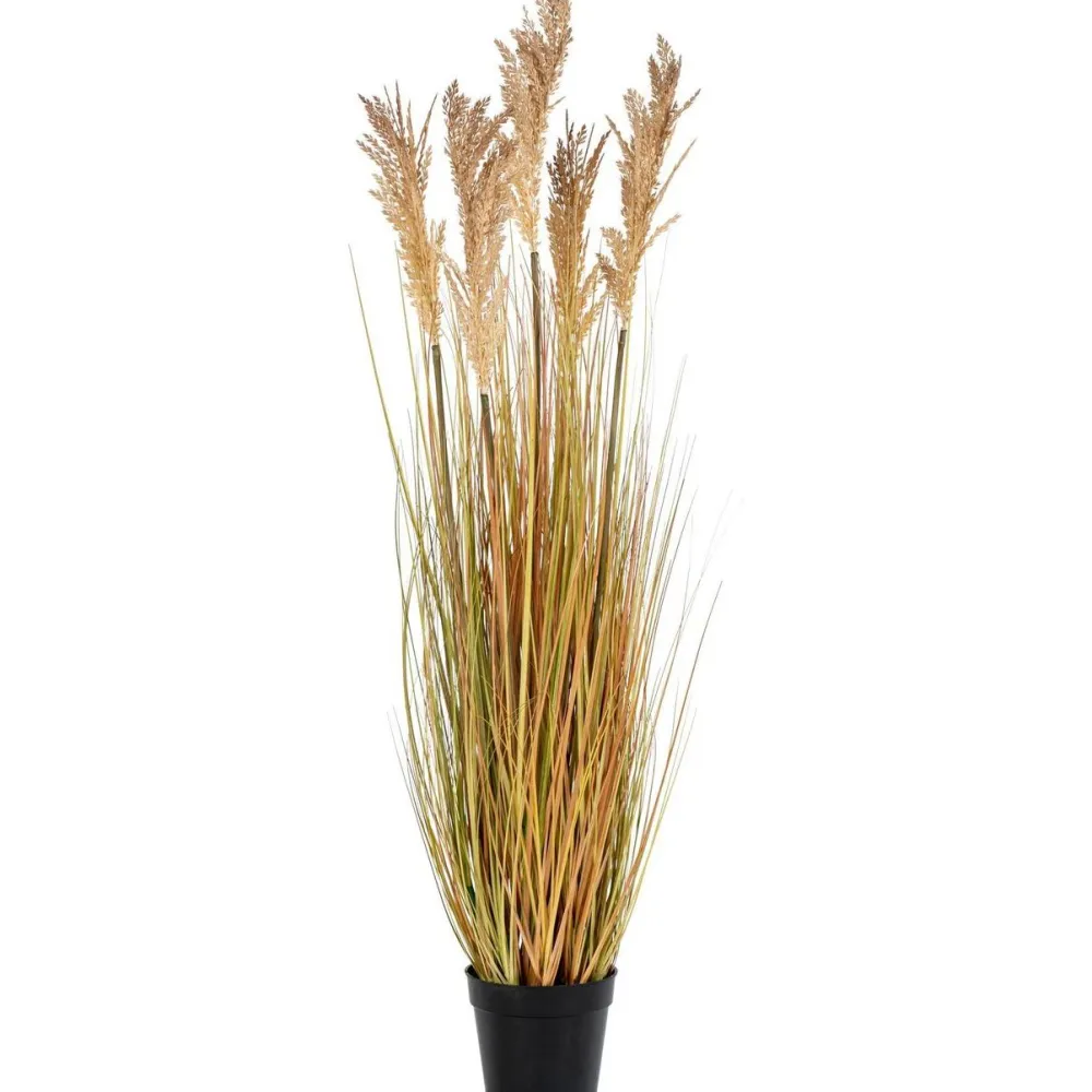 Tekokasvi Sudaninruoho Sorghum Grass, 110cm, ruskea*House Nordic Clearance