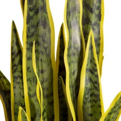 Tekokasvi Snake Plant, 65cm*Lykke Clearance