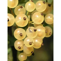 Valkoherukka Ribes Lepaan Valkea*Viheraarni Outlet