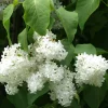 Valkoinen pihasyreeni Syringa vulgaris Alba*Viheraarni Clearance