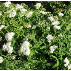 Valkoruusuangervo Spiraea jap. Albiflora*Viheraarni Best