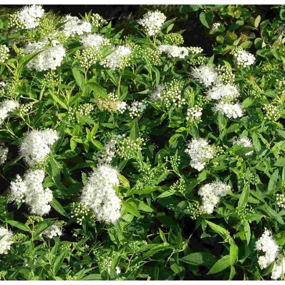 Valkoruusuangervo Spiraea jap. Albiflora*Viheraarni Best